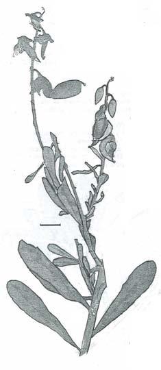 Crotalaria retusa (Wedge-leafed Rattlepod)* is much branched, leaves wedge-shaped, tip often