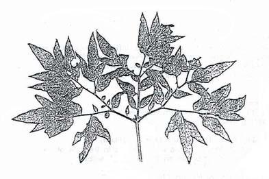 A small plant often trailing across the ground but may be somewhat erect, leaves to 10 cm long with 3-5 lobes, margins shallowly serrated.