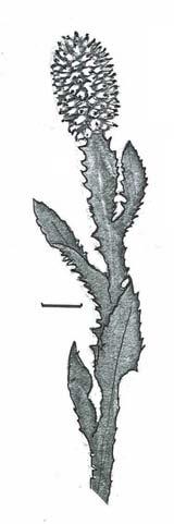 GROUP 7.C Leaf margins serrate, dentate or crenate, not also lobed.