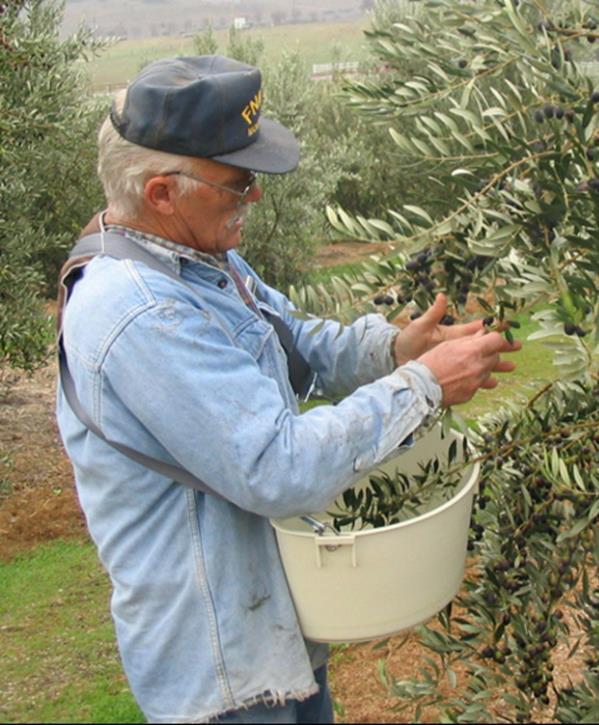 Bob Roos (Homestead Olive Oil) Vice President for Regulatory Matters and Sustainability Orchard on Homestead in East Templeton Planted first trees in 1998 Retired Navy former SLO County Planning