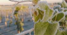 Dormancy Frost Fall