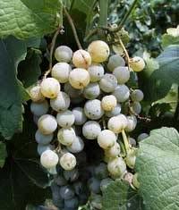 Strengths: Cayuga White (hybrid) Very good cold hardiness Very high yields Excellent