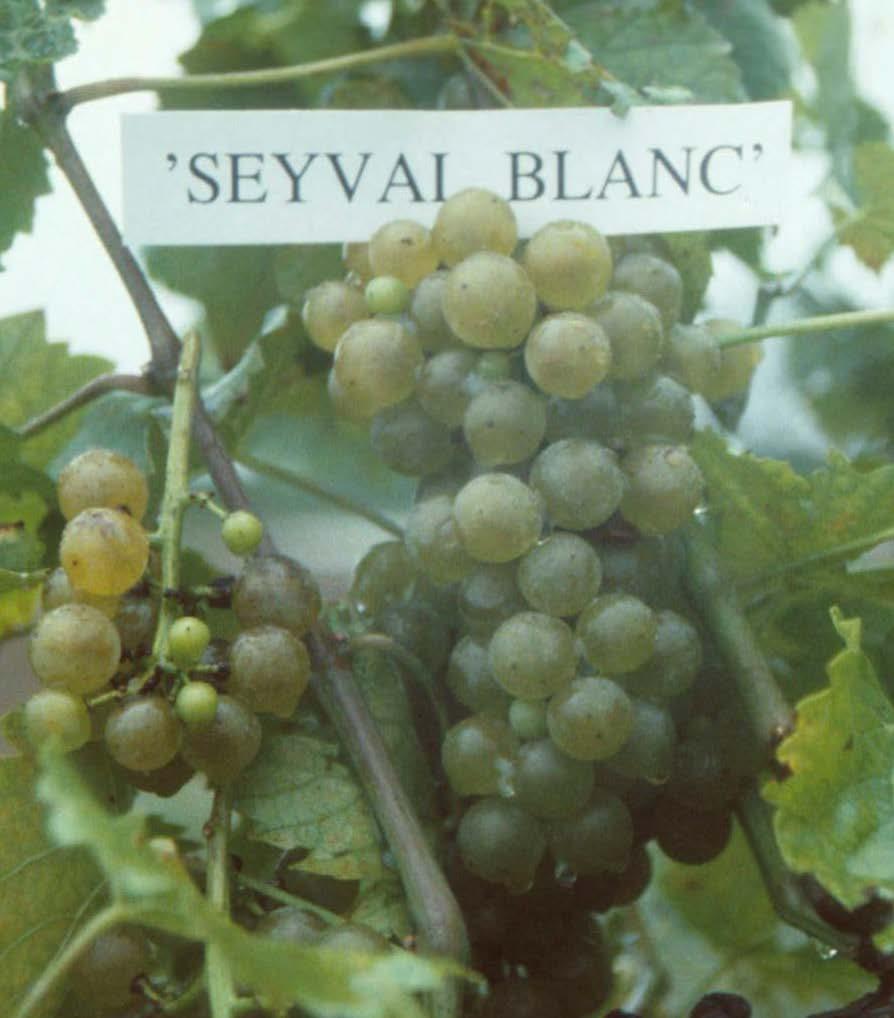 Seyval Blanc Strengths: Good cold hardiness Good yields Versatile -