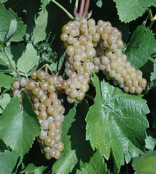 Traminette ( Gewürztraminer hybrid) Strengths: Good yields Excellent fruit quality Good cold