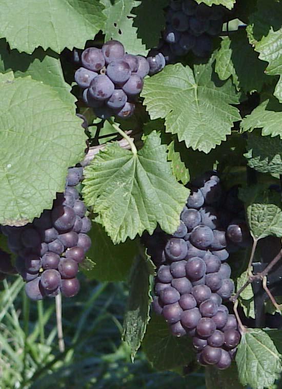 Pinot Gris / Pinot Grigio (vinifera) Strengths: Adaptable cultivar Fair cold hardiness Early