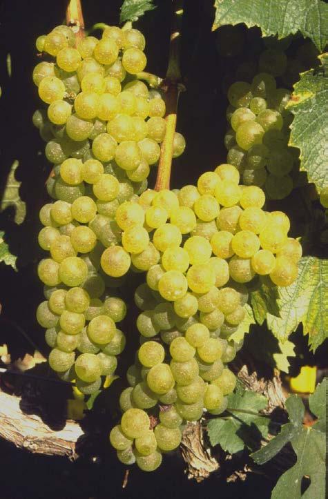 Chardonnay (vinifera) Strengths: Adaptable cultivar High fruit quality - recognition Good Yields (4 t/a)