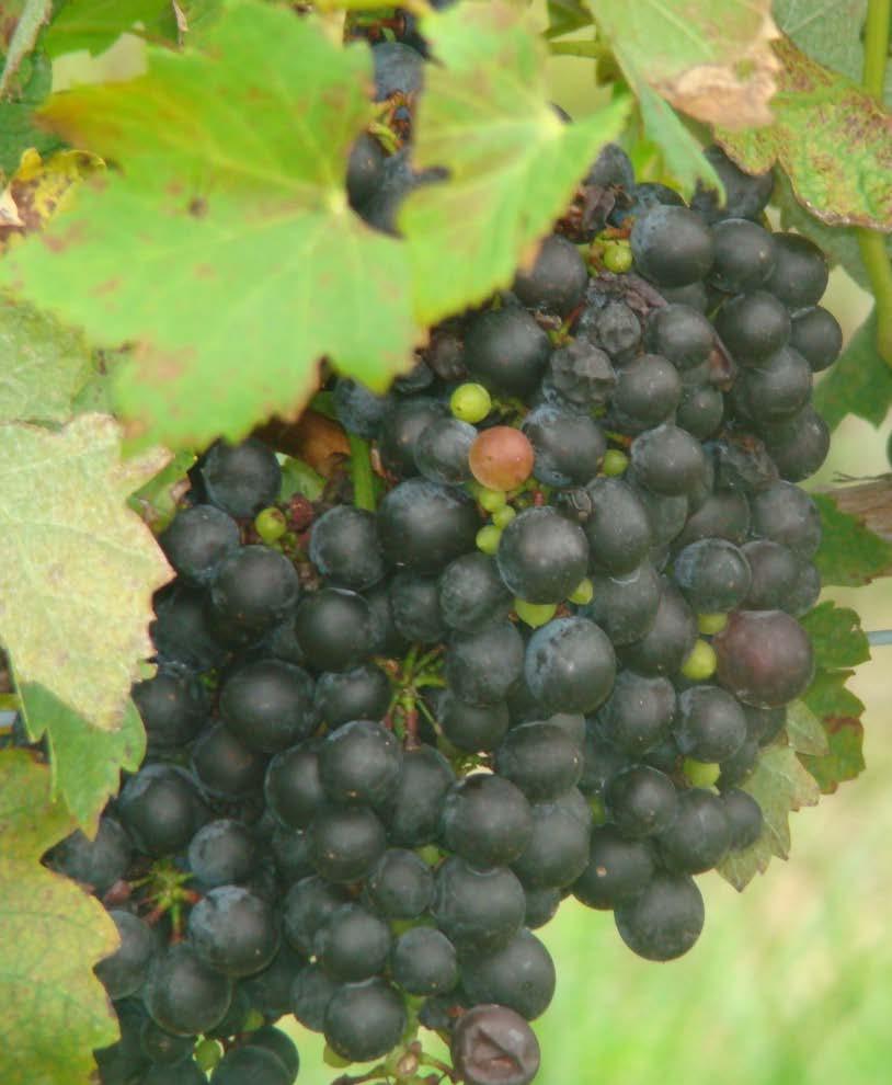 Barbera (vinifera) Strengths: High yields needs management Greater cold hardiness than CabSauv?