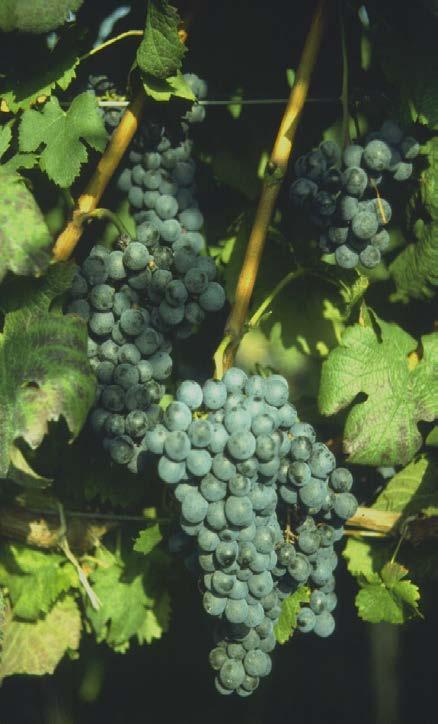 Cabernet Franc (vinifera) Strengths: Good demand/value/quality Good rot resistance Cold hardiness > Cab Sauvignon Clones #1 and #214