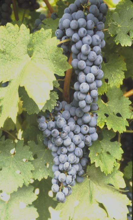 Only best sites!!!!! Grape Varieties Cabernet Sauvignon (vinifera) Strengths: High demand Yields?