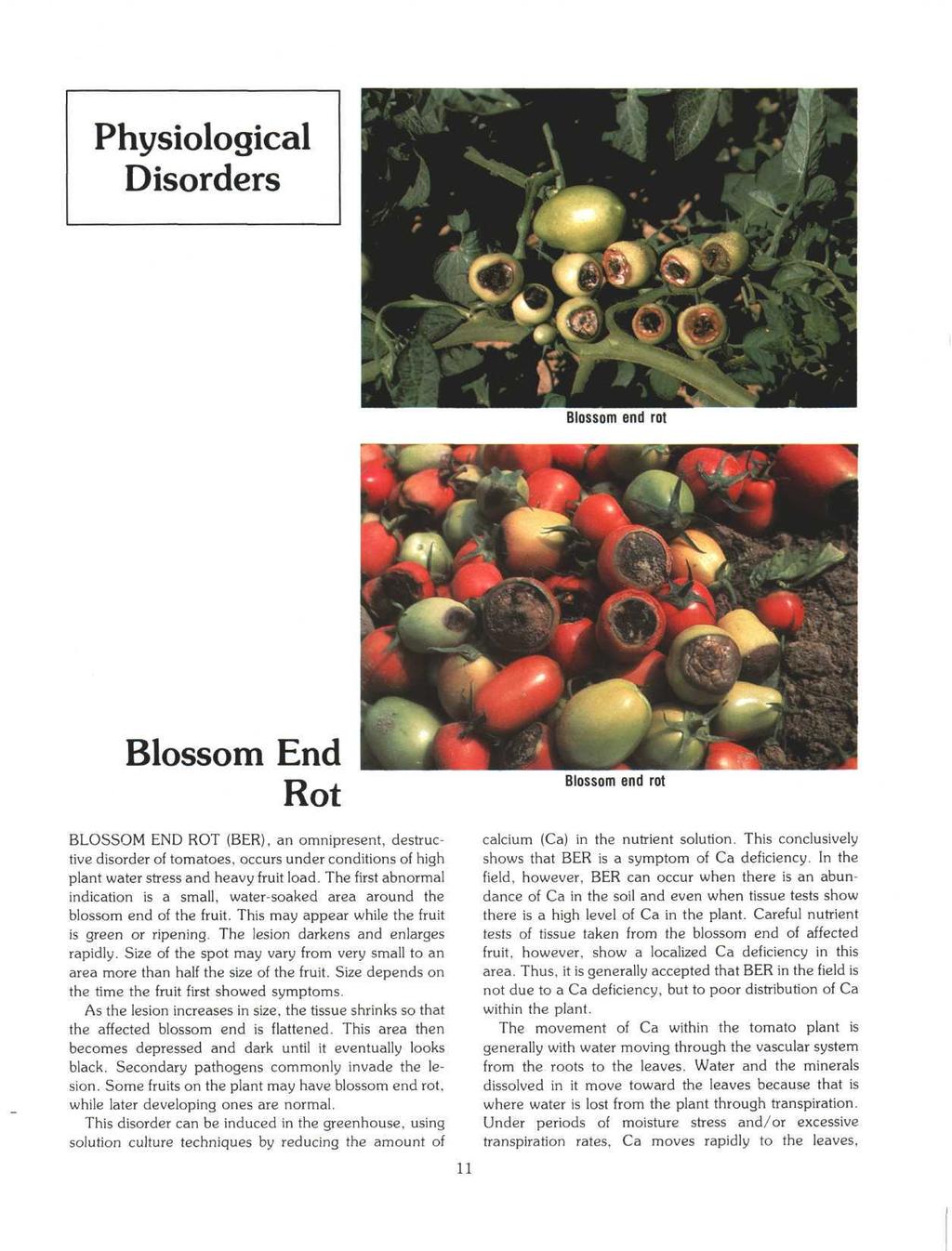 Physiological Disorders Blossom end rot Blossom End Rot Blossom end rot BLOSSOM END ROT (BER), an omnipresent, destructive disorder of tomatoes, occurs under conditions of high plant water stress and