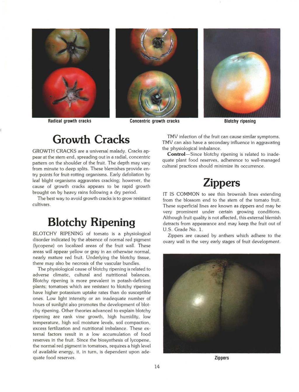 Radical growth cracks Concentric growth cracks Blotchy ripening Growth Cracks GROWTH CRACKS are a universal malady.