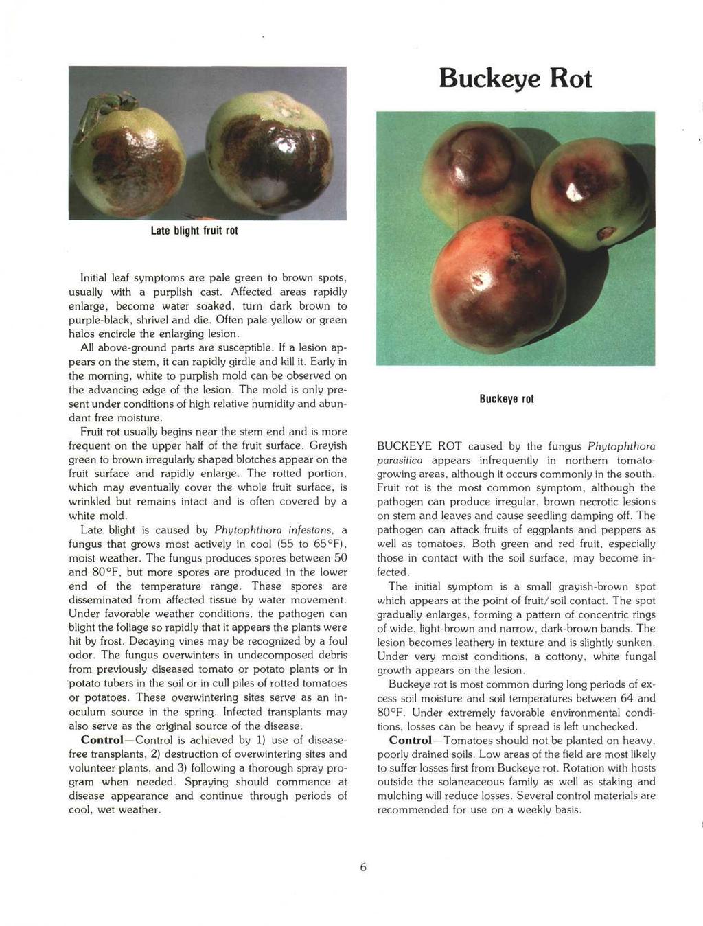 Buckeye Rot Late blight fruit rot Initial leaf symptoms are pale green to brown spots, usually with a purplish cast.