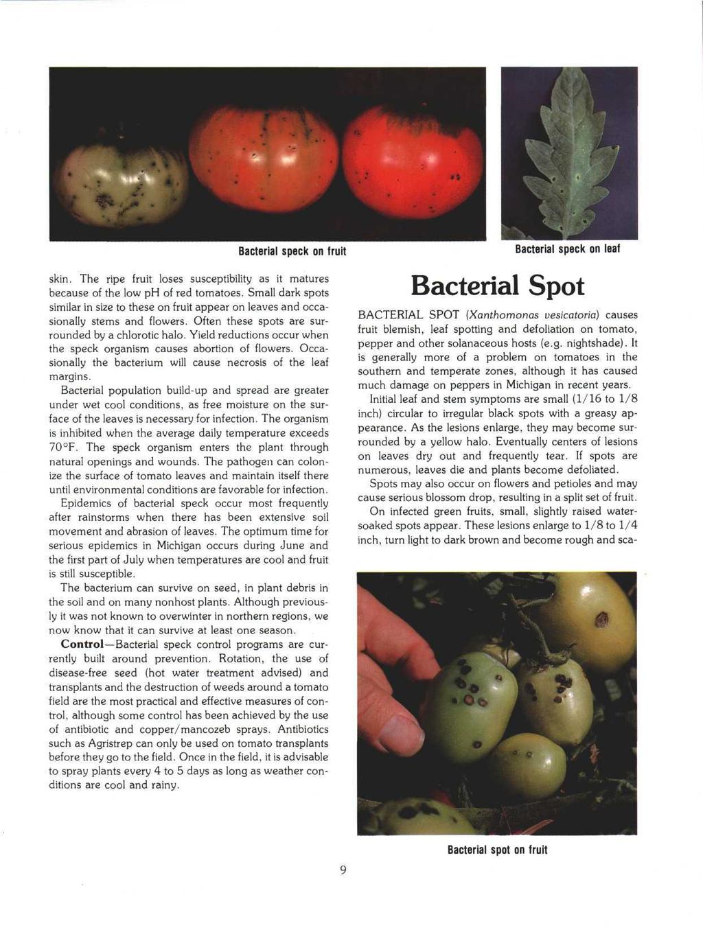 Bacterial speck on fruit skin. The ripe fruit loses susceptibility as it matures because of the low ph of red tomatoes.