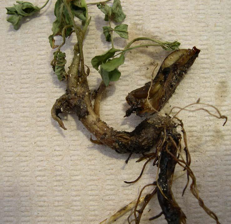 Dead and wilted seedlings have rotted roots.