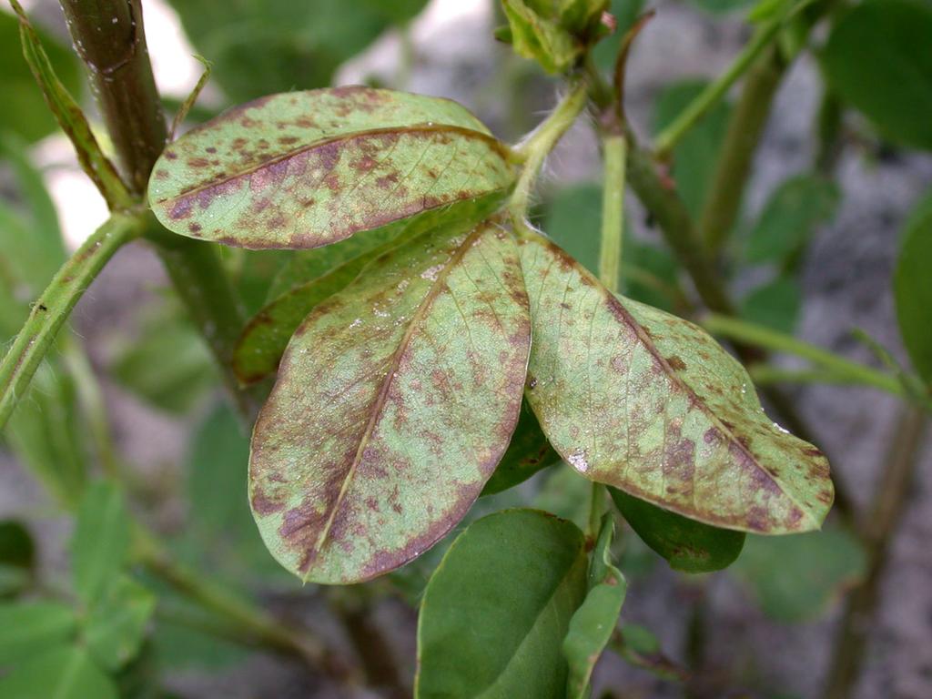 Leaves may have spots and unusual