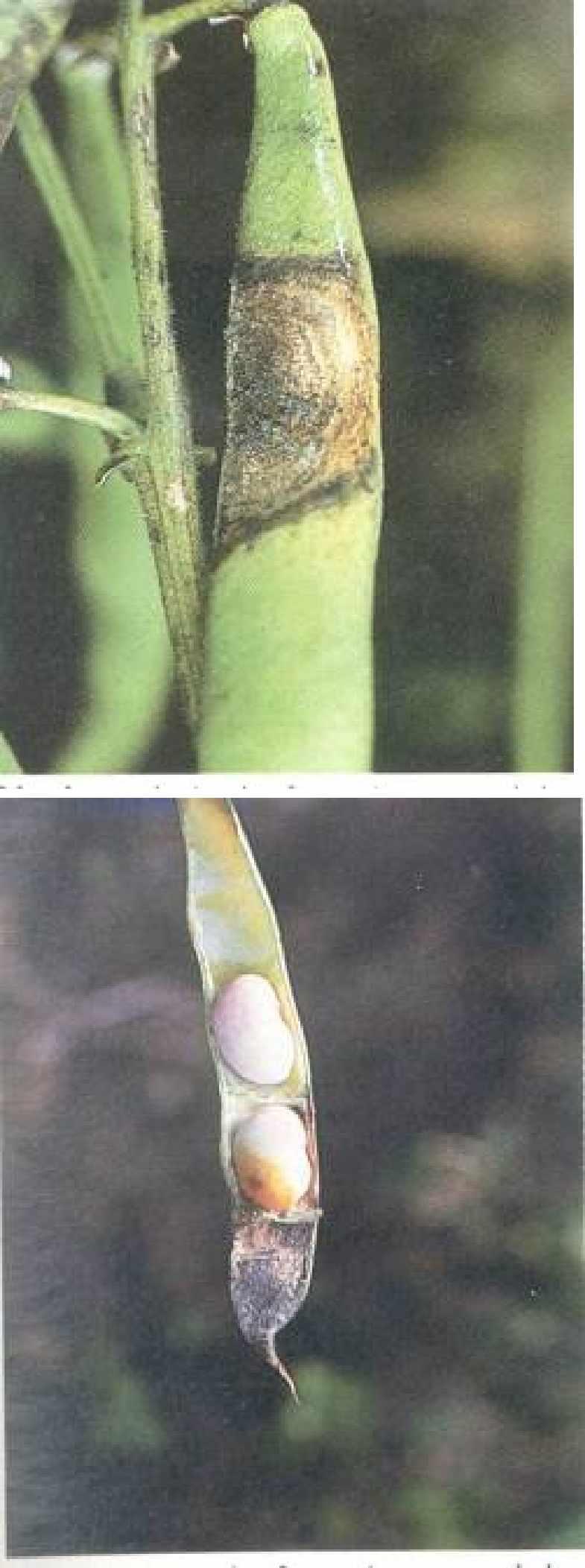43 Ascochyta leaf spot caused by Phoma exigua var.