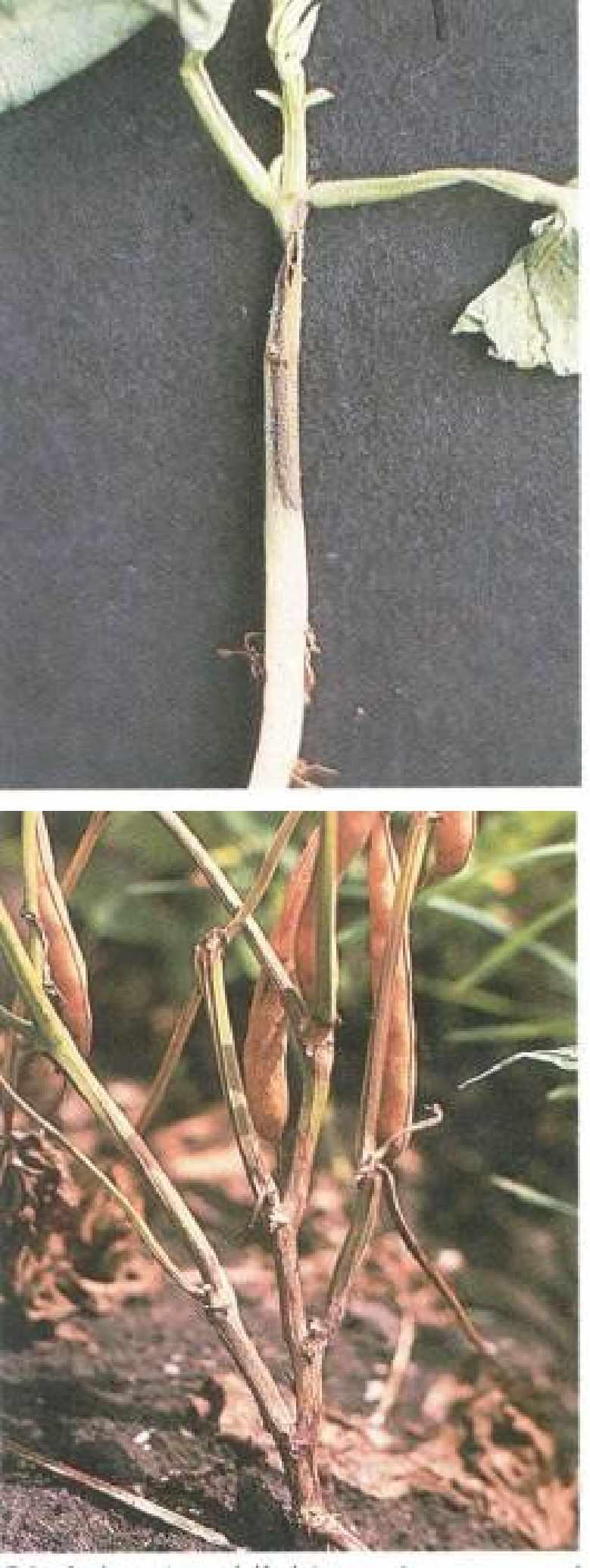 45 Ashy stem blight on stem of seeding caused by Macrophomina