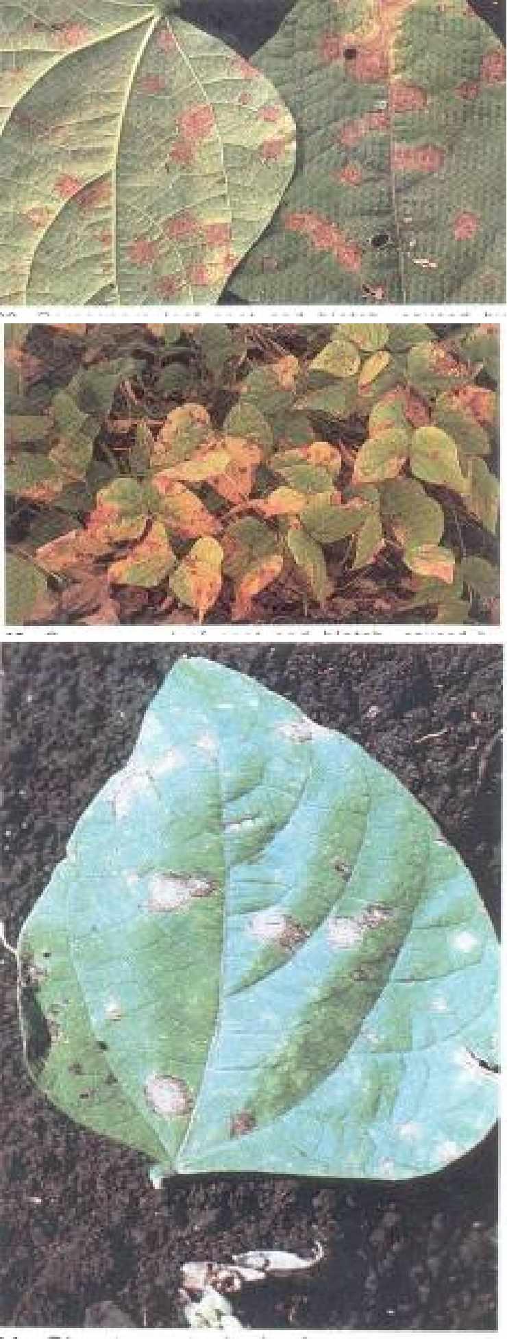 51 Cercospora leaf spot and blotch, caused by Cercospora canescens 52 Cercospora leaf spot and
