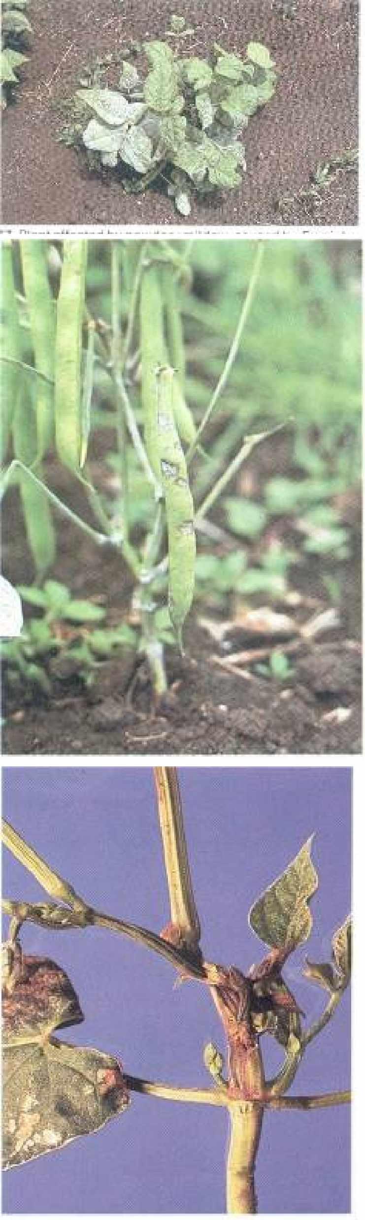 69 Plant affected powdery mildew, caused by Erysiphe polygoni 70 Pods affected by