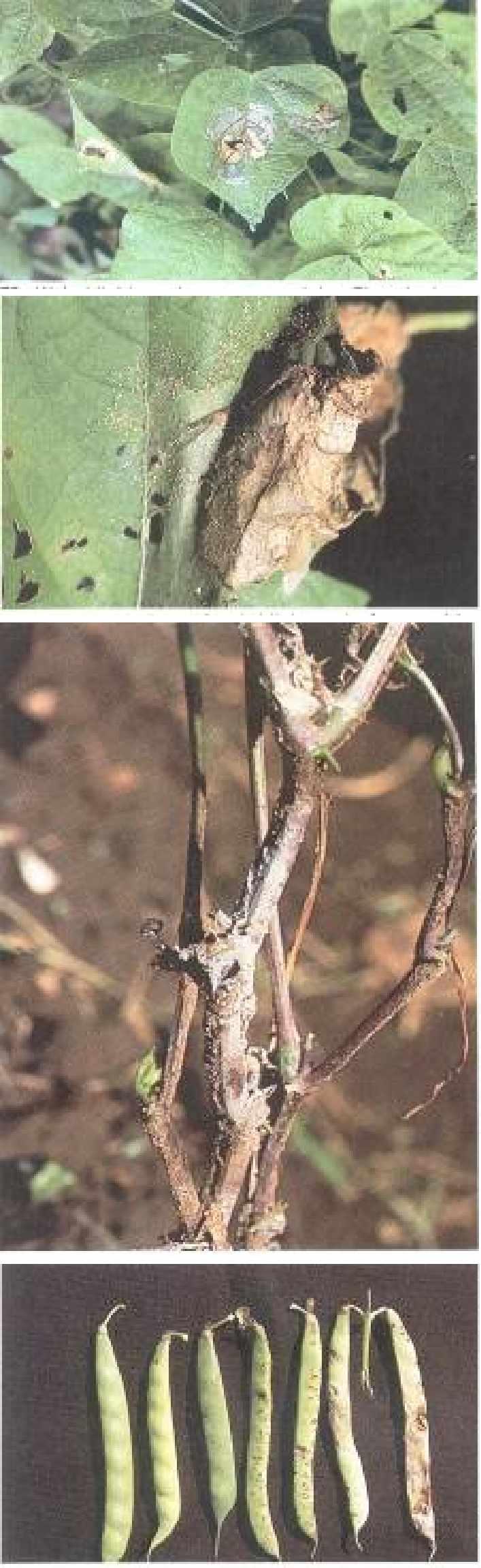 84 Web blight on leaves caused by Thanatephorus cucumeris (anamorph Rhizoctonia solani). 85 Coalesced lesions of web blight on leaf caused by Thanatephorus cucumberis (anamorph Rhizoctonia solani).