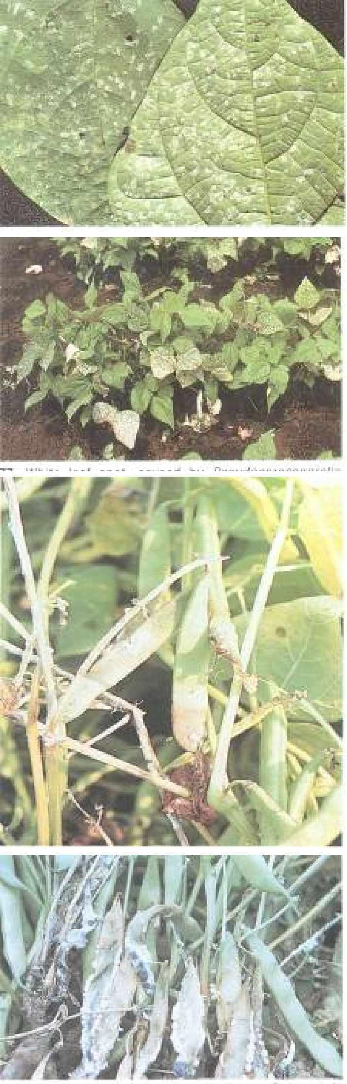 88 White leaf spot caused by pseudocercosporella albida.