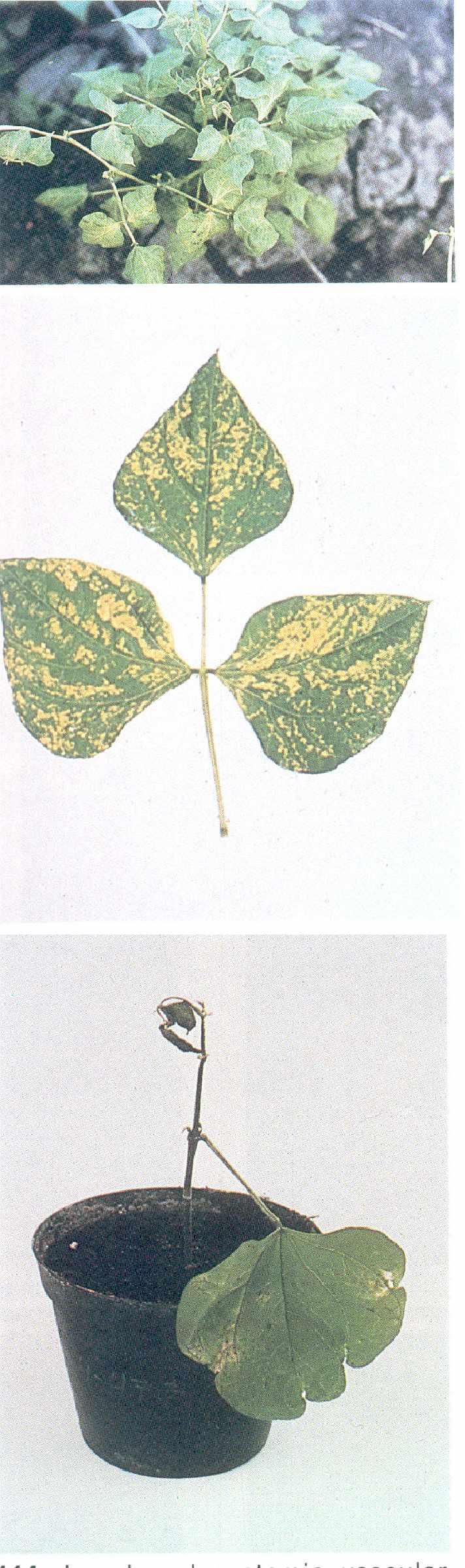 123 Stunting of plant malformation mosaic mottle, veinclearing, and blistering of leaves, caused by bean common mosaic virus 124