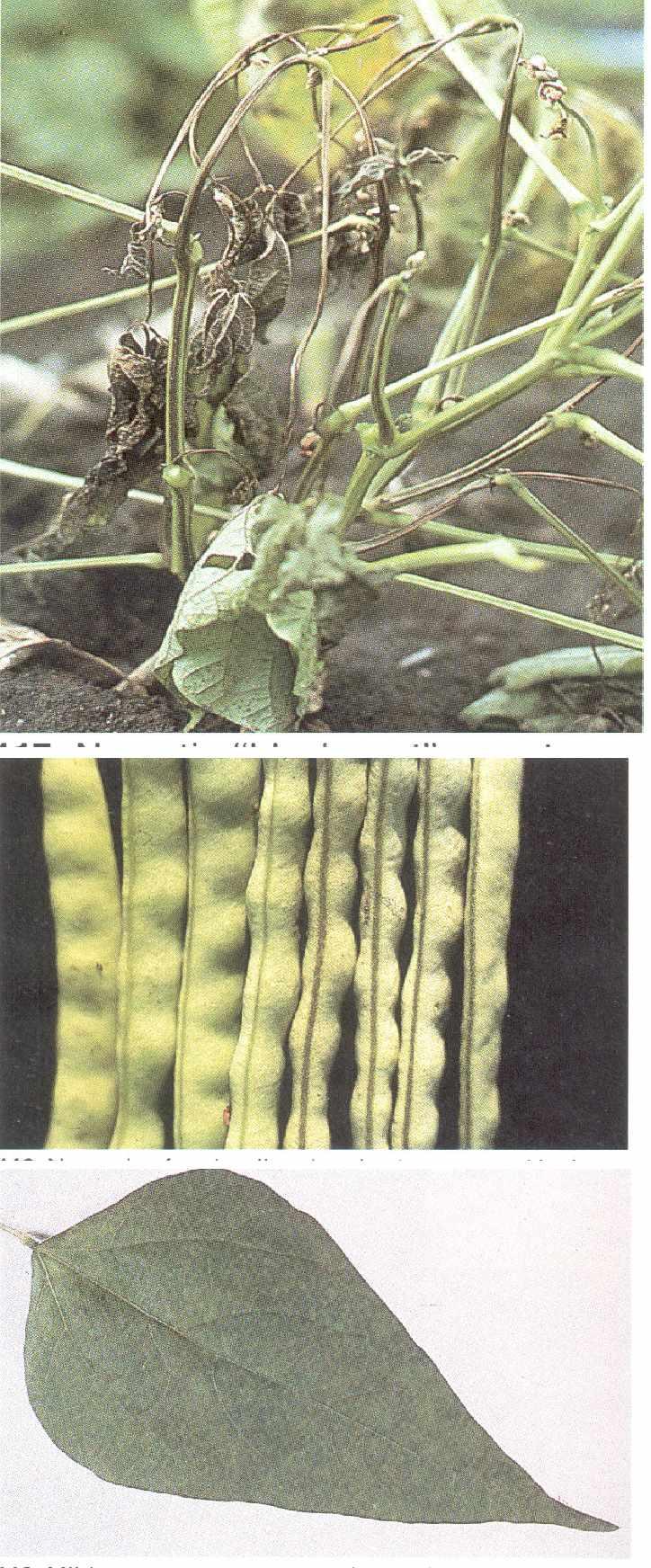 128 Necrotic Black rootsymptoms, caused by bean common mosaic virus 129 Necrosis of pod wall and pod suture