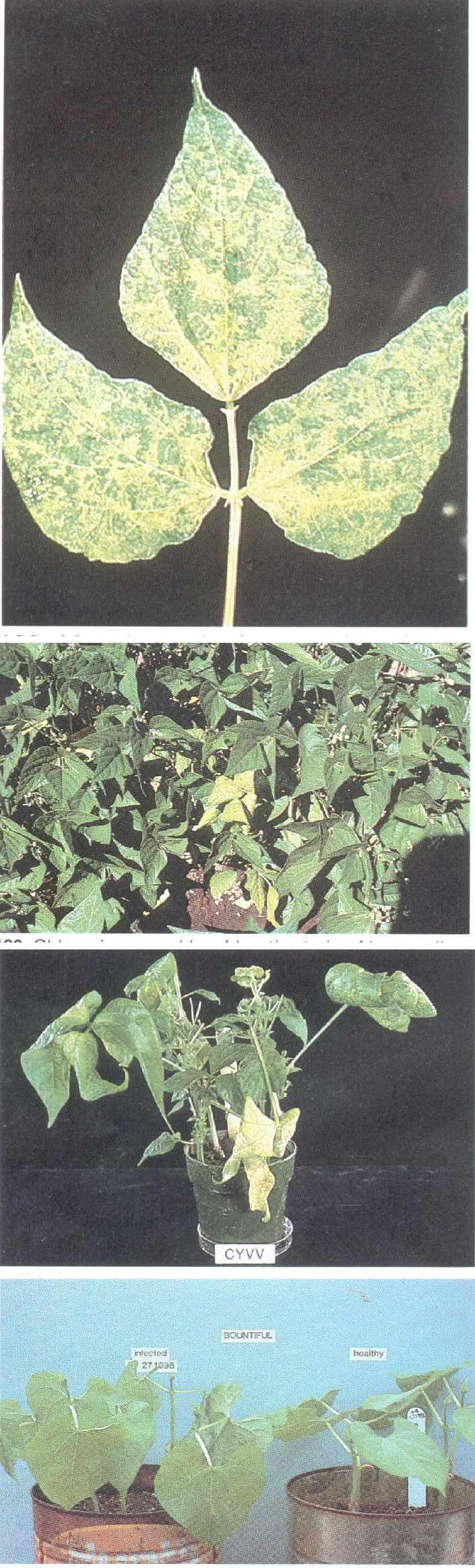 139 Mosaic on leaf caused by bean yellow mosaic virus 140 Chlorosis, caused by chlorotic strain of bean yellow mosaic virus 141 Yellow