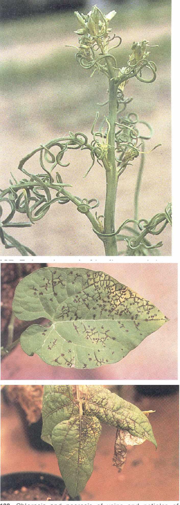 148 Epinastic curl of leaflets, petioles and inflorescence of tumble mustard (Sisymbrium altissimum), caused by beet curly top virus 149 Necrotic lesions and vein necrosis on