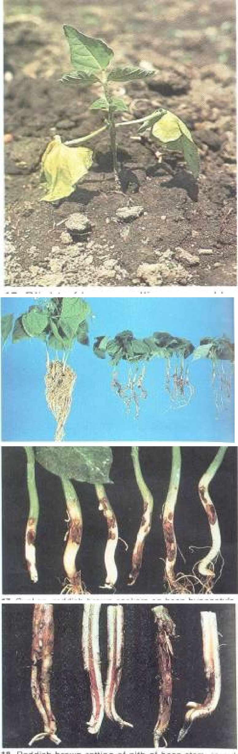 27 Blight of bean seedling, caused by pythium sp. 28 Stunting of bean plants by pythium.