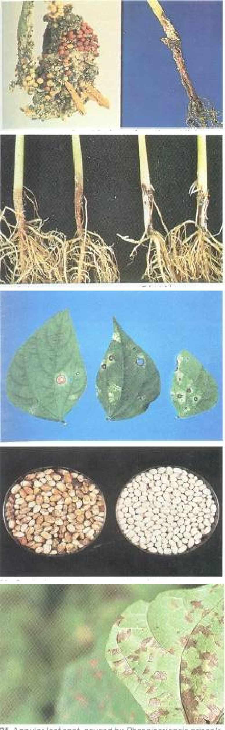 31 Lower stem and root lesions of southern blight and sclerotia produced by sclerotium rolfsii 32 Lesions on lower stem caused by sclerotium rolfsii (left ) and by a sterile basidiomycete (right).