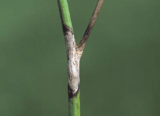 Sclerotinia Stem Rot in Manitoba (2009) Canola Council Crop Region No.