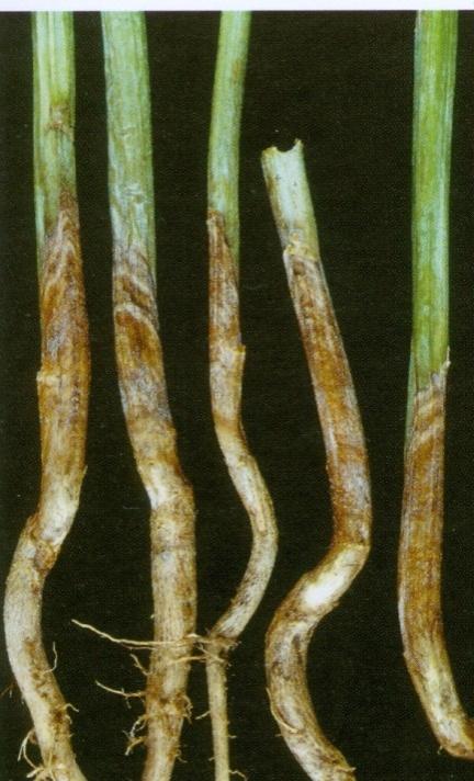 Foot Rot Diseases of Field Crops in Canada Early symptoms of light brown lesions on roots (taproot
