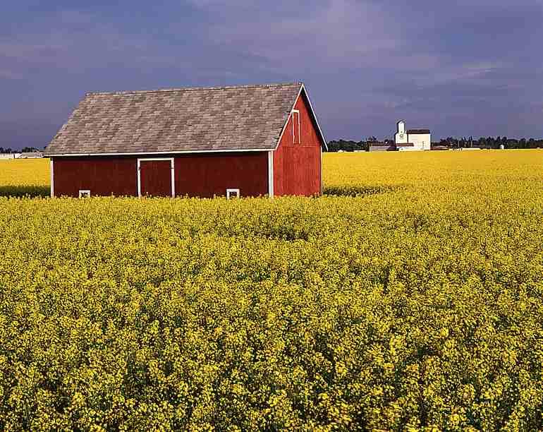 Canola Fields for