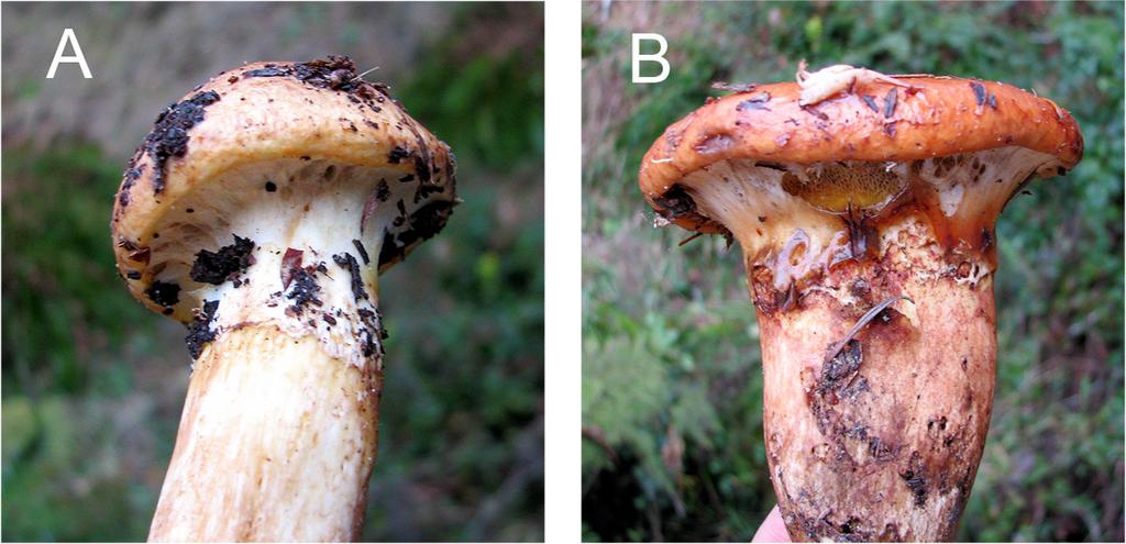 Suillus imitatus & the S. caerulescens-ponderosus complex... 391 Figure 1. Suillus caerulescens (A) and S. ponderosus (B): Comparison of veil and other morphological characters. and weather. Prof.