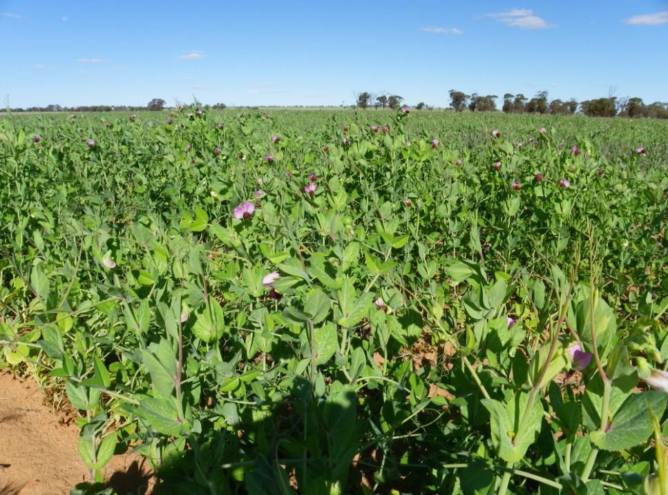Rob s thoughts on benefits of a pulse crop Pulses provide an opportunity to rotate herbicide groups, break disease cycles and supply nitrogen to the soil.