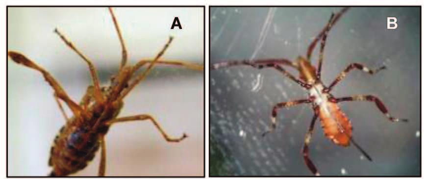 Fig. 2. Leptoglossus occidentalis. A - 2 nd instar nymph where stylet length (7.2 mm) (curved in the image) exceeds body length (3.9 mm). B - Adult of L. occidentalis where stylet (12.