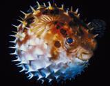 Homework week of 11/28-12/2 Due on 12/2 Name Class Parent Signature Meet the Puffer Fish! Puffer fish live in shallow fresh water and salt water all around the world, usually near the shore.