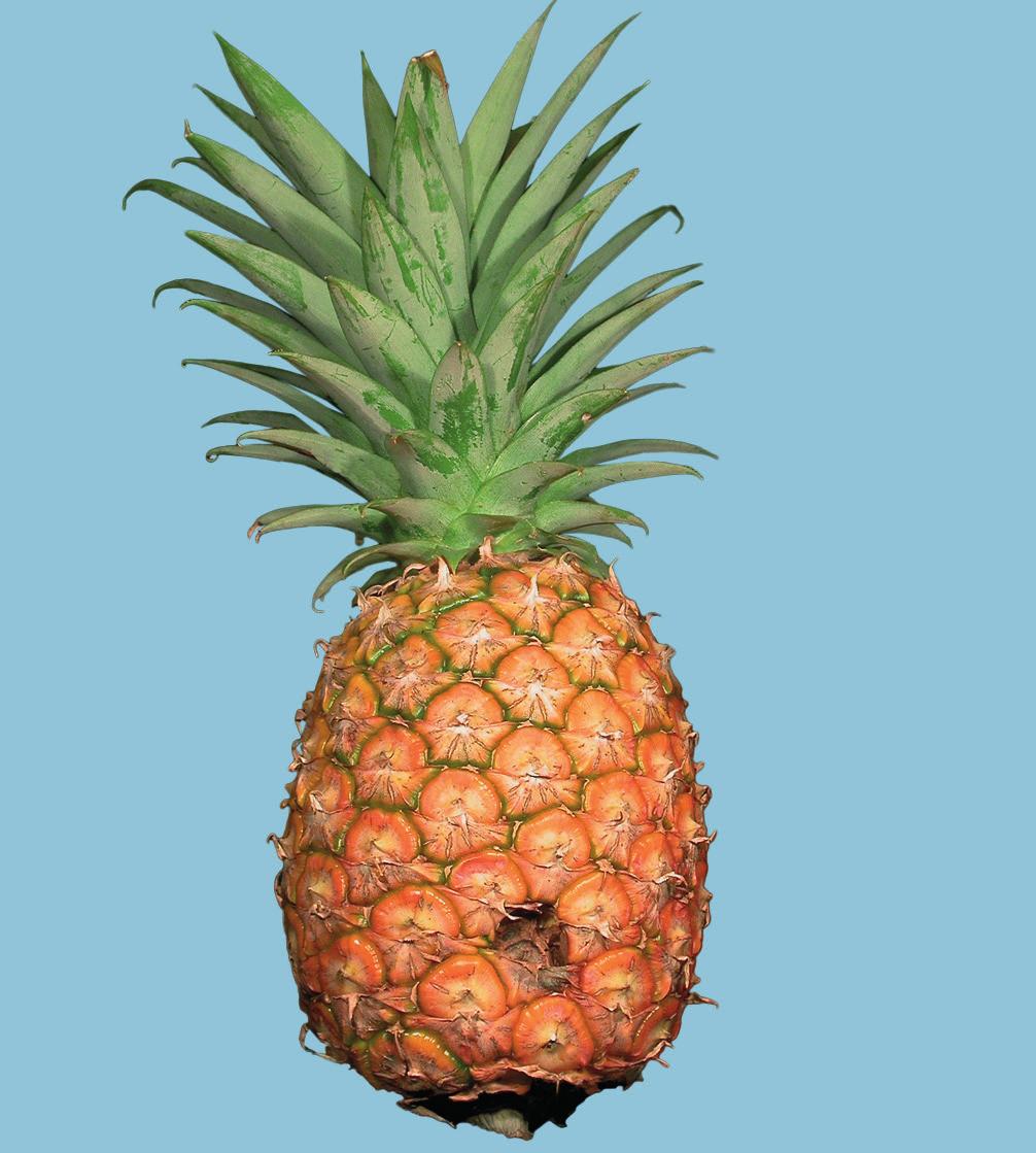 UNECE Explanatory Brochure on the Standard for Pineapples Photo 4 Minimum