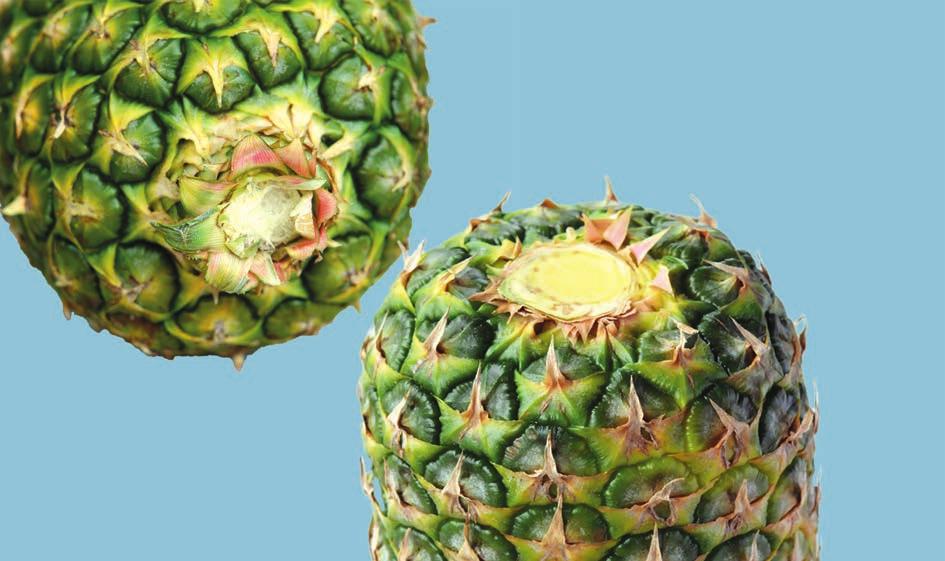 UNECE Explanatory Brochure on the Standard for Pineapples Photo 6 Minimum requirement: intact; if present, the crown may be reduced or trimmed.