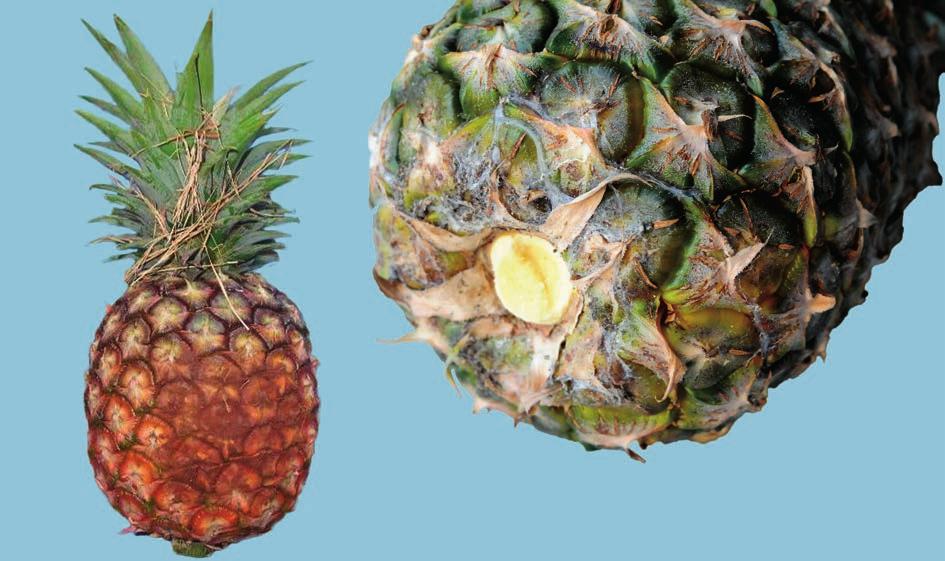 UNECE Explanatory Brochure on the Standard for Pineapples - clean, practically free of any visible foreign matter Interpretation: Pineapples must be practically free of visible soil, dust, chemical