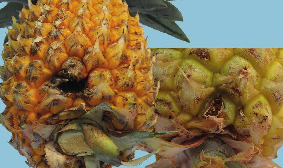 UNECE Explanatory Brochure on the Standard for Pineapples - free from damage caused by pests affecting the flesh Interpretation: Pest damage affecting the flesh makes the produce unfit for