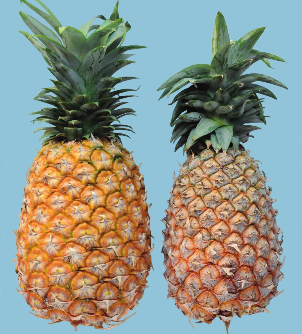 UNECE Explanatory Brochure on the Standard for Pineapples - fresh in appearance, including the crown Interpretation: Pineapples should be firm and turgid.