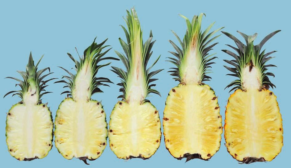UNECE Explanatory Brochure on the Standard for Pineapples Photo 24 Maturity requirement: appropriate degree of