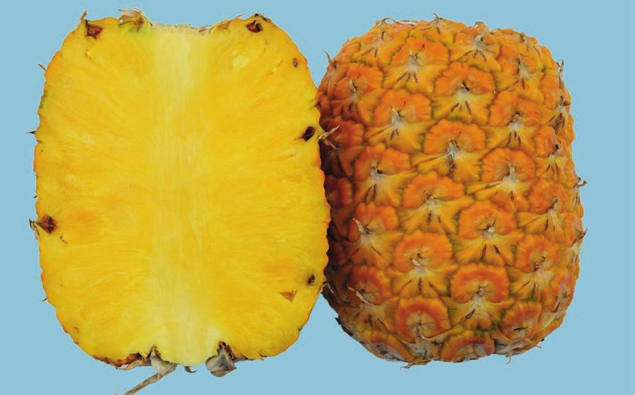 UNECE Explanatory Brochure on the Standard for Pineapples Fruit showing over-ripeness affecting edibility is excluded.