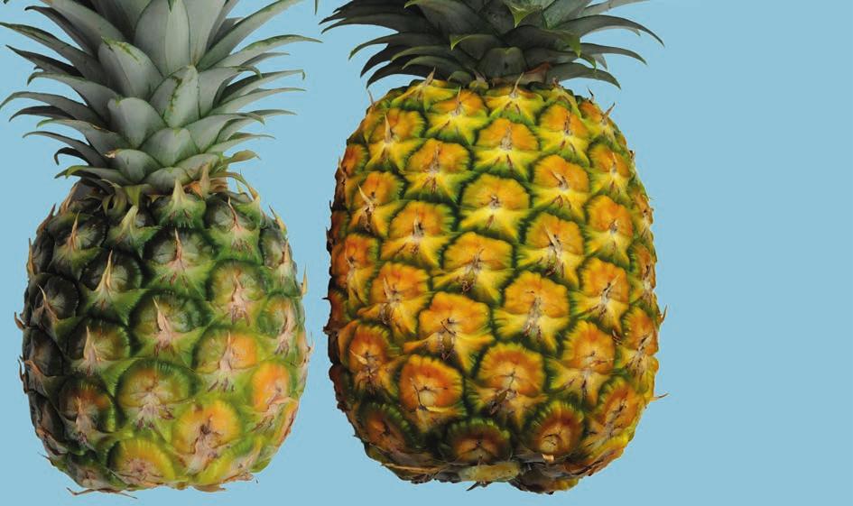 UNECE Explanatory Brochure on the Standard for Pineapples Photo 34 Maturity