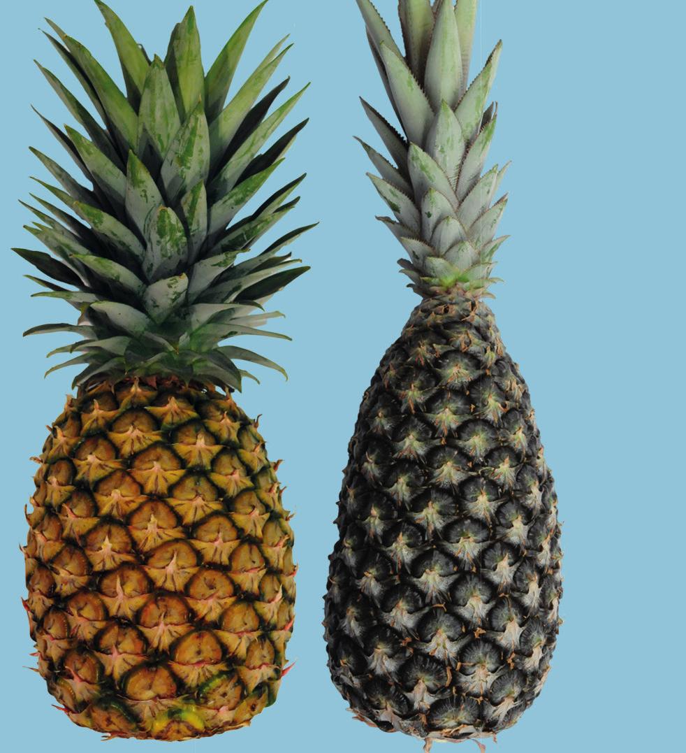 UNECE Explanatory Brochure on the Standard for Pineapples Photo 37