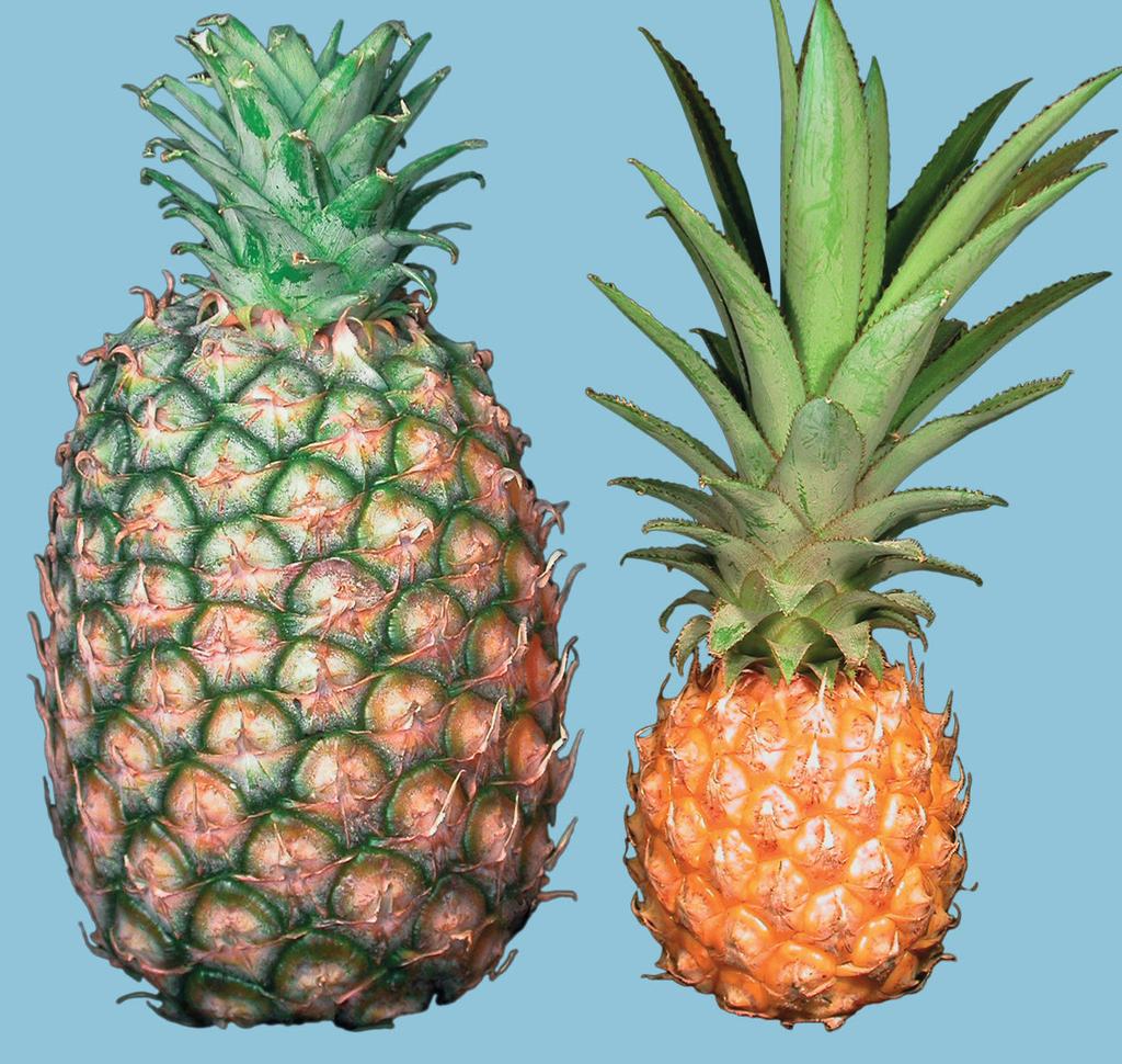 UNECE Explanatory Brochure on the Standard for Pineapples Photo 39 Classification: Crown length exceeding 150 per cent (right) and crown under 50 per cent (left) of the length of the fruit not
