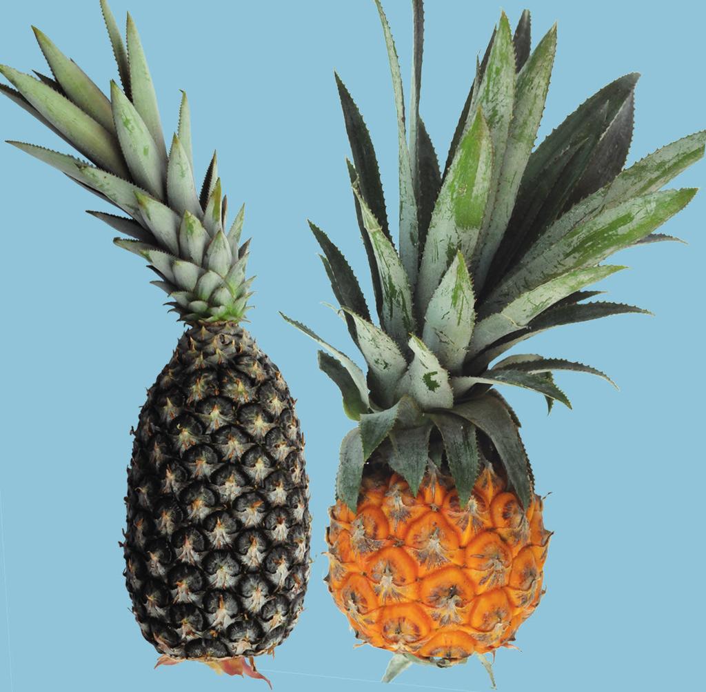 UNECE Explanatory Brochure on the Standard for Pineapples Photo 41 Classification: Class I, crown defects.