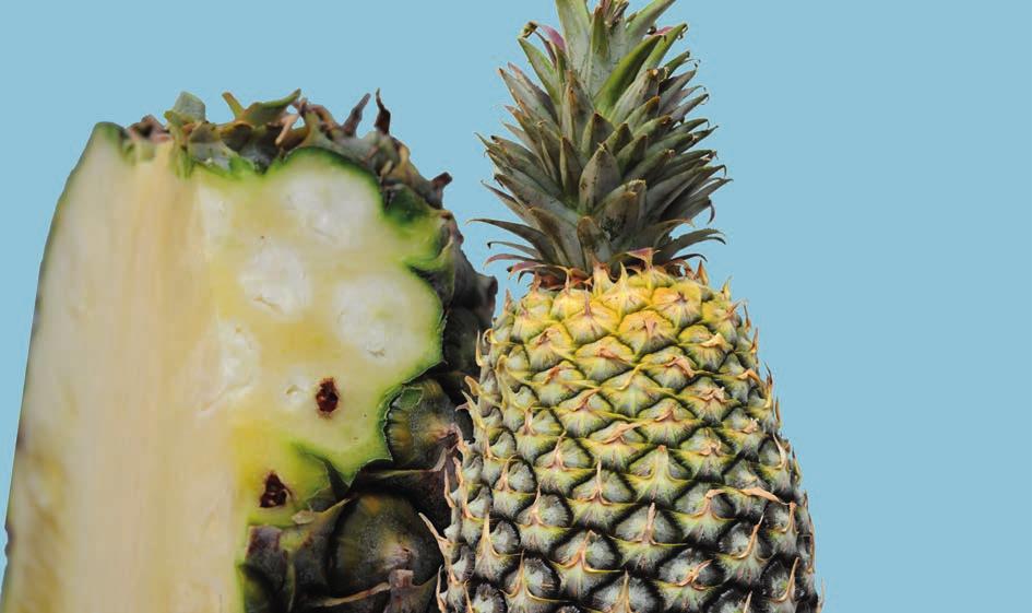 UNECE Explanatory Brochure on the Standard for Pineapples - slight defects in colouring, including discolouration caused by the sun Interpretation: Changes in colouration as pineapples ripen are not
